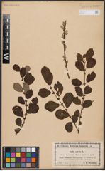 Foto von Salix aurita L.